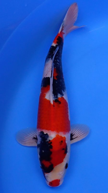 Sacramento Koi