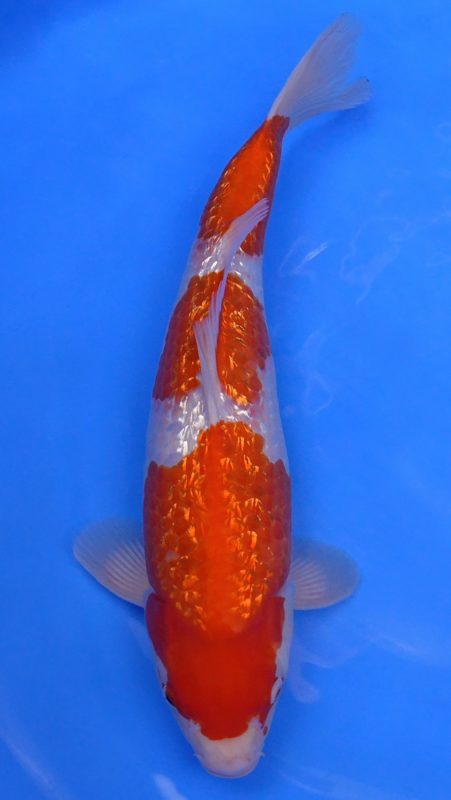 Sacramento Koi