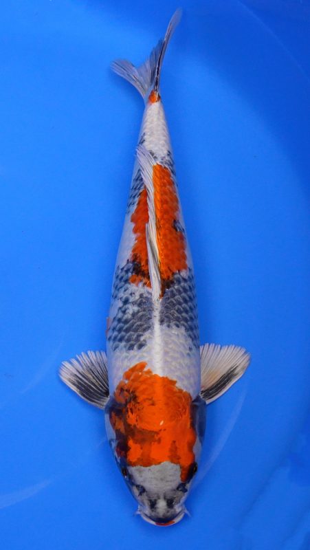 Sacramento Koi