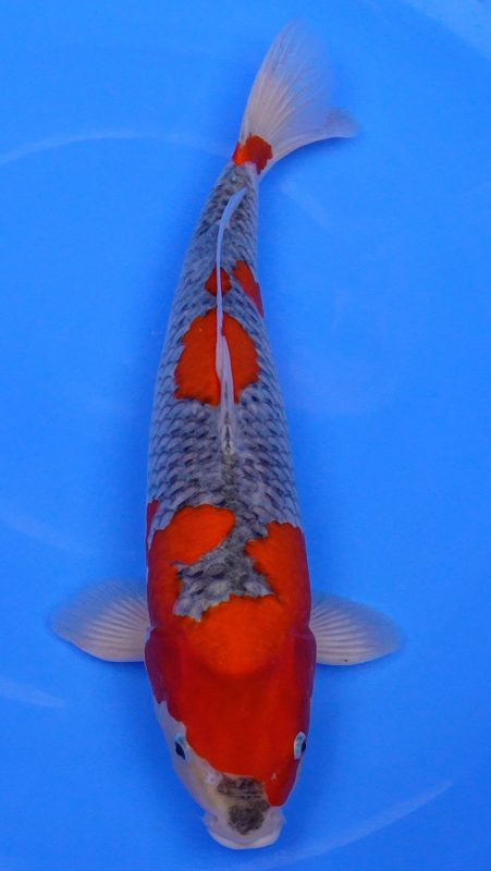 Sacramento Koi