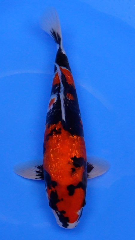 Sacramento Koi