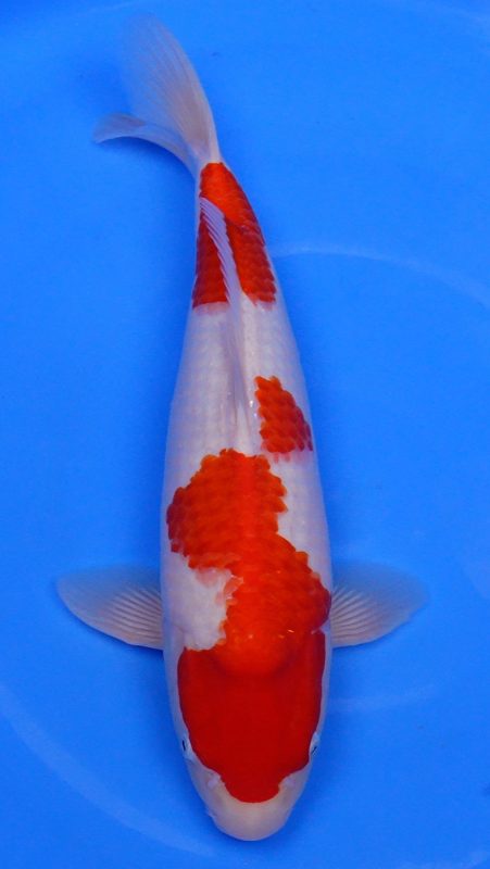 Sacramento Koi