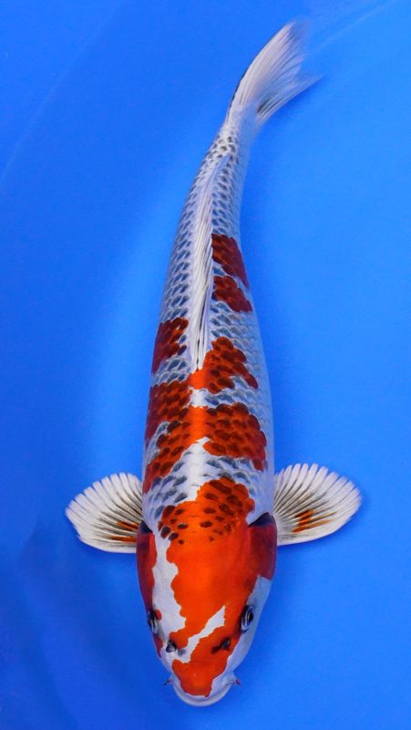 Sacramento Koi