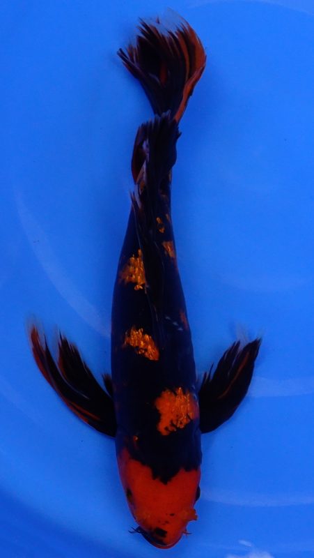 Sacramento Koi