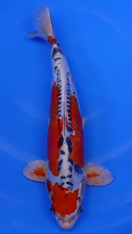 Sacramento Koi