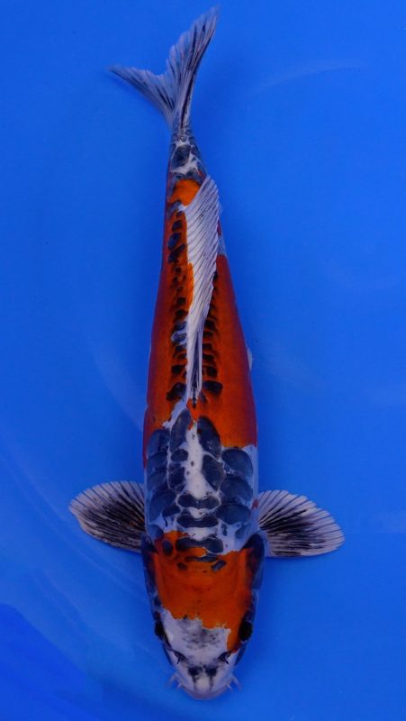 Sacramento Koi