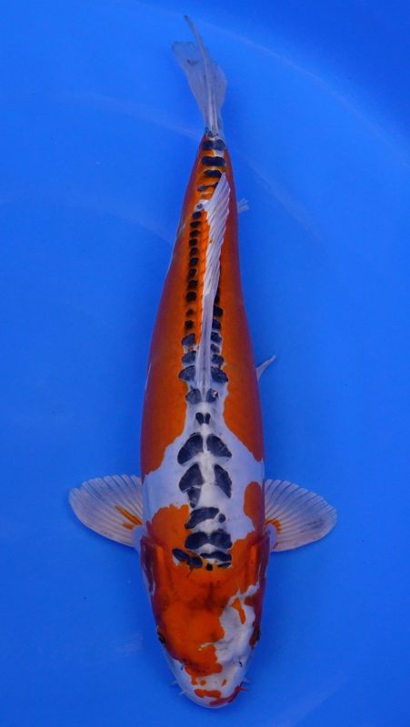Sacramento Koi