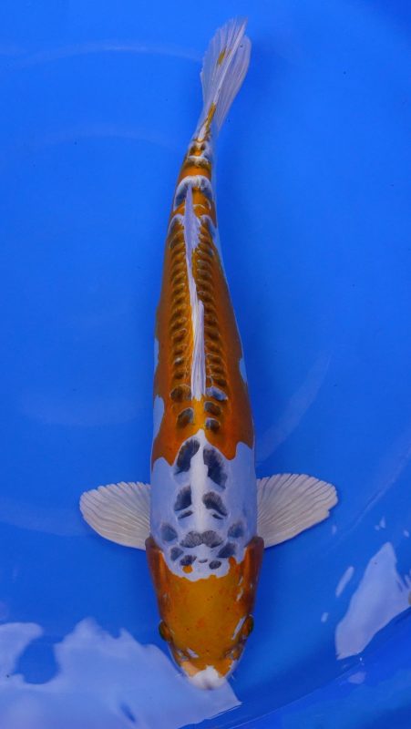 Sacramento Koi