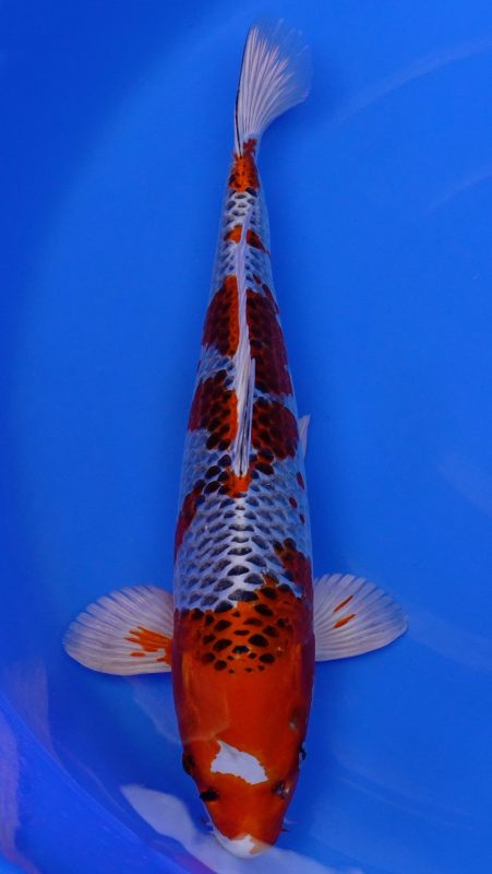 Sacramento Koi