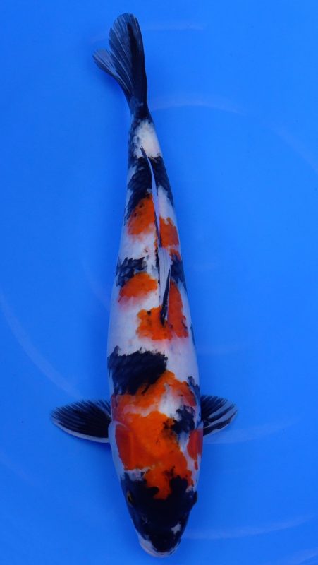 Sacramento Koi