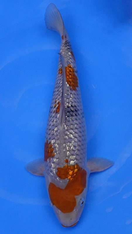 Sacramento Koi