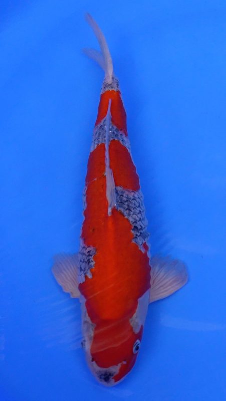 Sacramento Koi