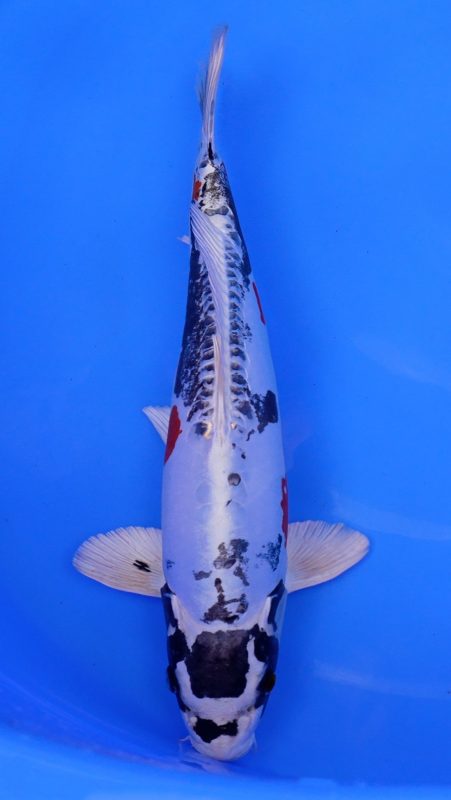 Sacramento Koi