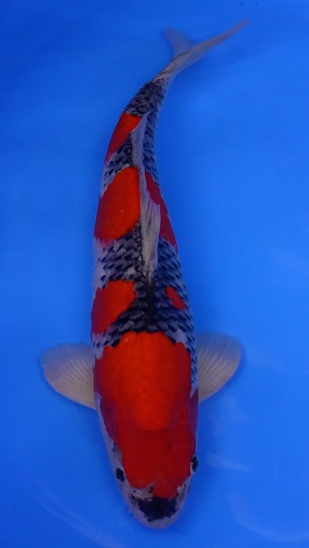 Sacramento Koi