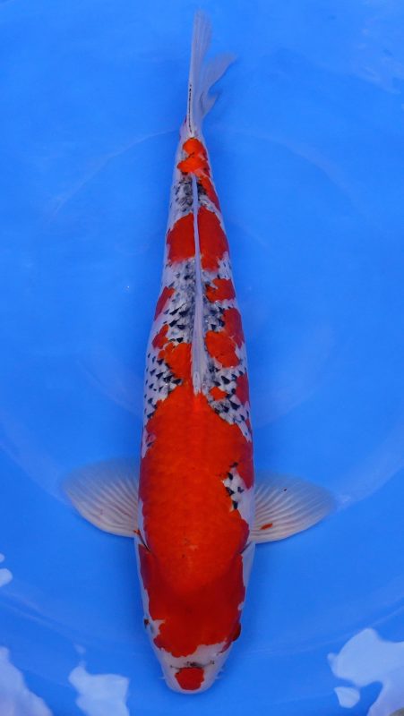 Sacramento Koi