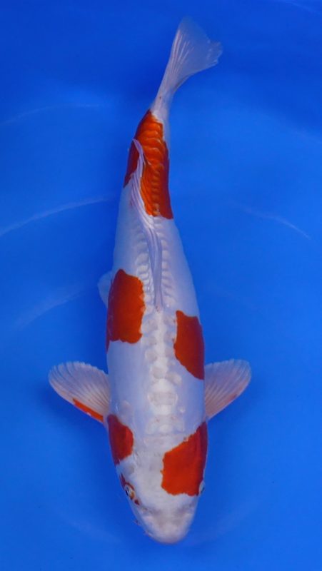Sacramento Koi