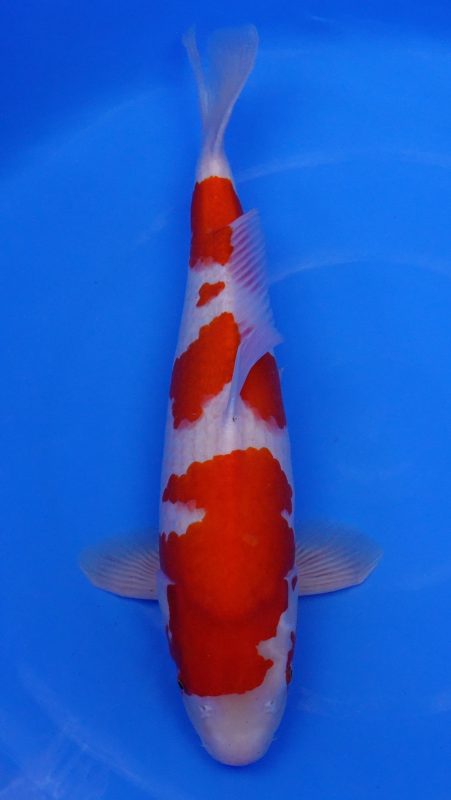 Sacramento Koi