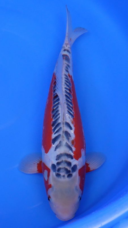 Sacramento Koi