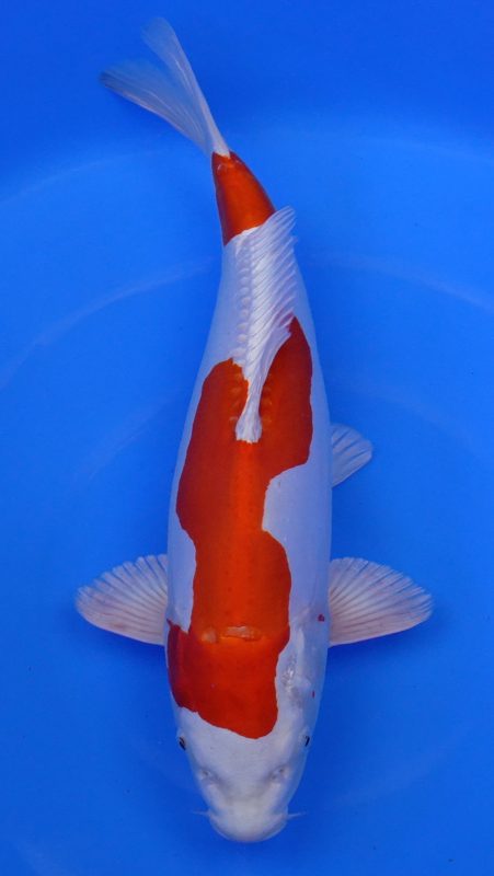 Sacramento Koi