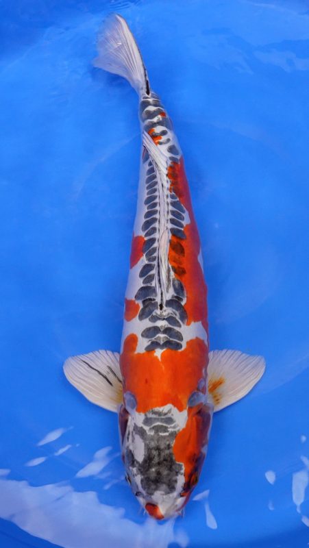 Sacramento Koi