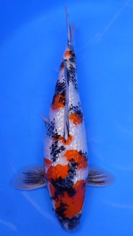 Sacramento Koi