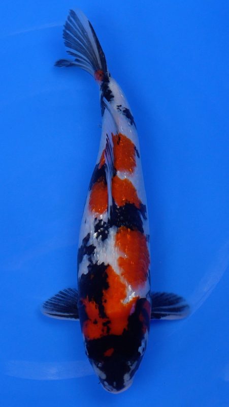 Sacramento Koi