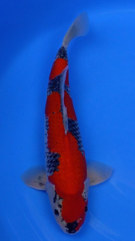 Sacramento Koi