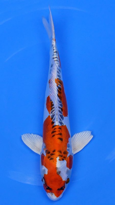 Sacramento Koi