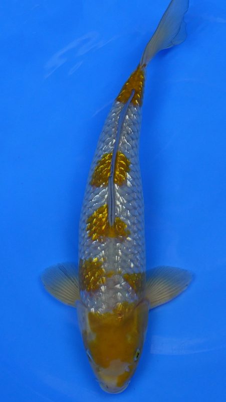 Sacramento Koi