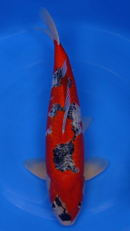 Sacramento Koi