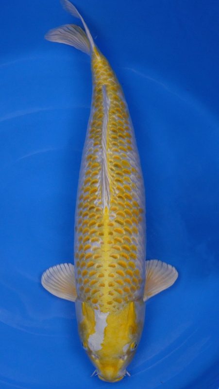 Sacramento Koi