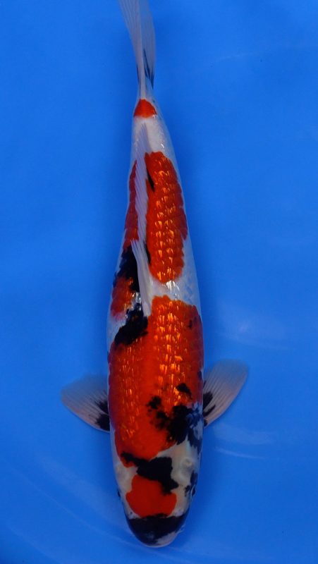 Sacramento Koi