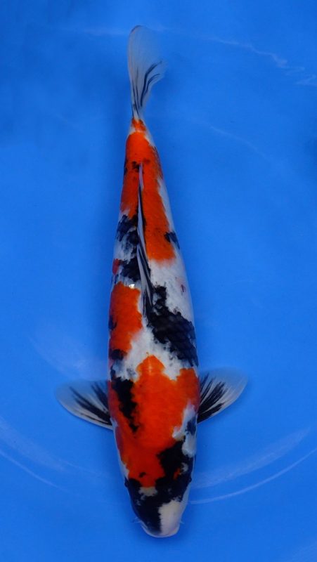 Sacramento Koi