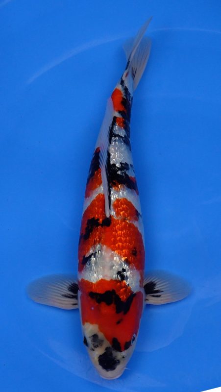 Sacramento Koi