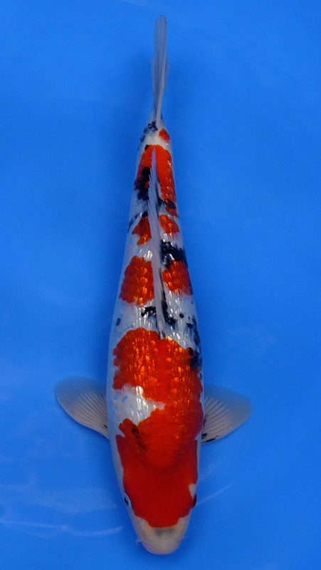 Sacramento Koi