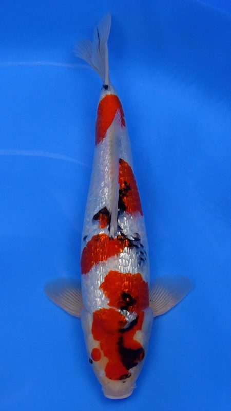 Sacramento Koi