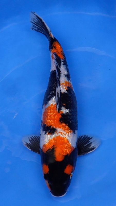 Sacramento Koi
