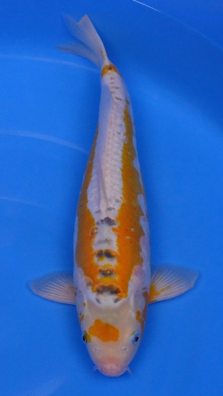 Sacramento Koi