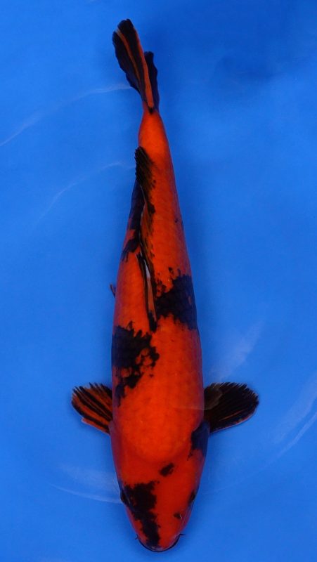 Sacramento Koi