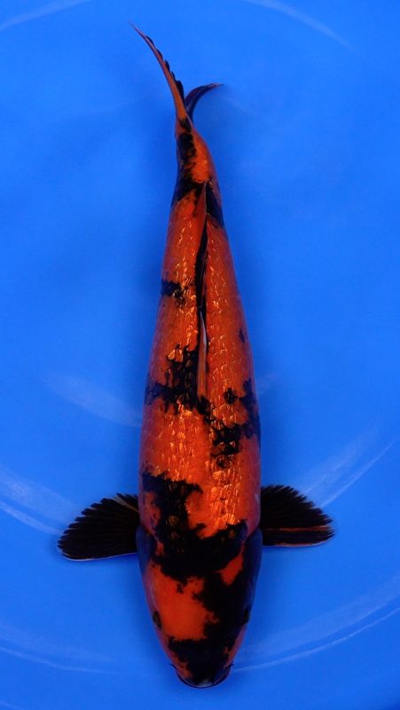 Sacramento Koi