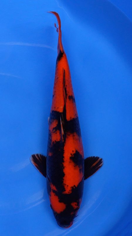 Sacramento Koi