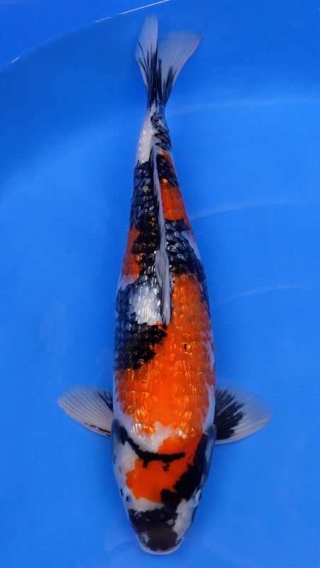 Sacramento Koi