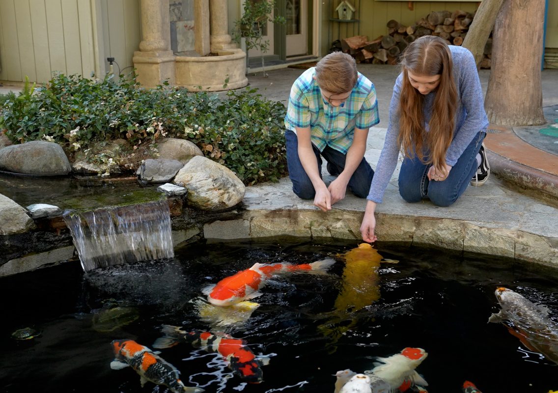 Sacramento Koi