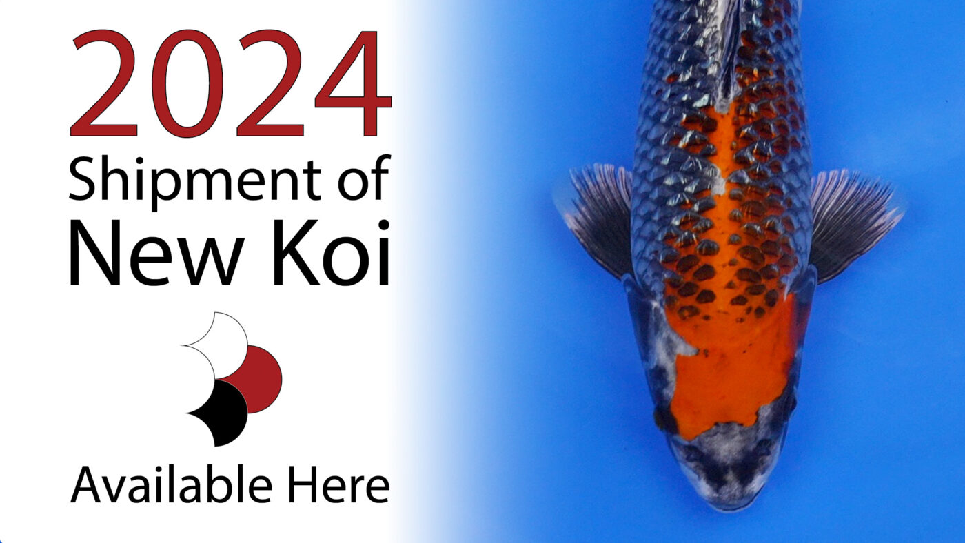 Sacramento Koi