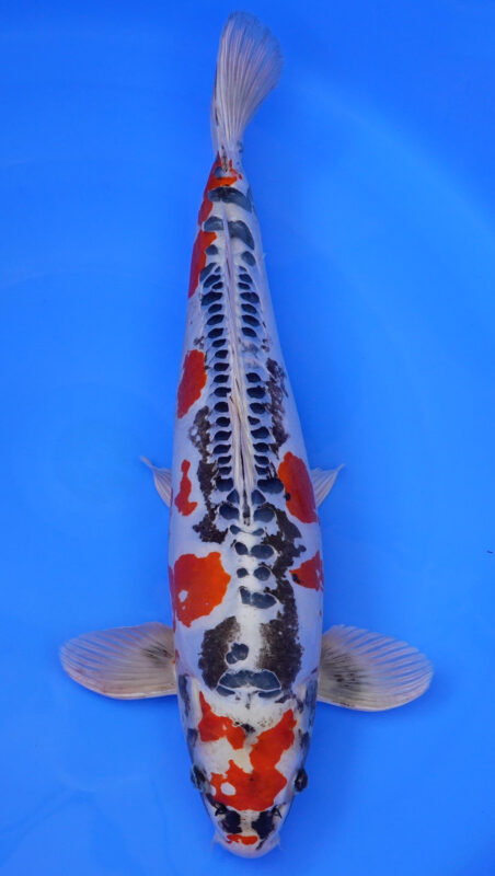 Sacramento Koi