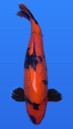 Hi Utsuri 30" - 222471363