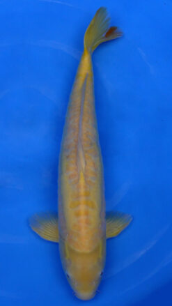 Aragoke Albino Karashigoi 20" - 230257013