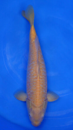 Aragoke Karashigoi 21" - 230291337