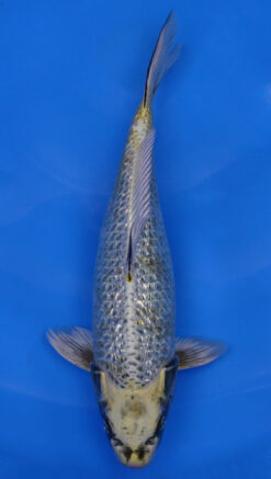 Yellow Ginga 14" - 240054090