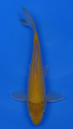 Albino Kigoi 12" - 240054185
